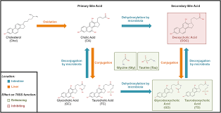 bile acid metabolism flow diagram showing the metabolism