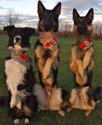War Dogs Military Dogs War Dogs Military Working Dogs