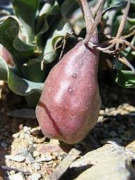 Image result for Ornithoglossum viride