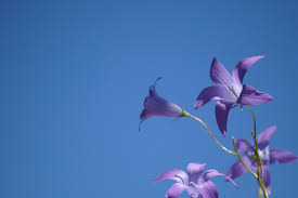 Sky blue background flower images. Sky Blue Bell Free Photo On Pixabay