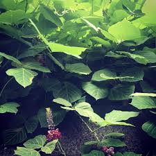 Image result for Pueraria