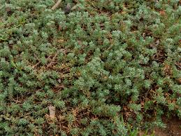 Image result for Cressa cretica