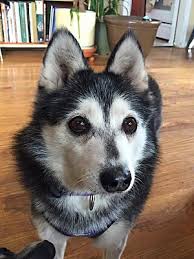 Join millions of people using oodle to find puppies for adoption, dog and puppy listings, and other pets adoption. Denver Co Siberian Husky Meet Miki A Pet For Adoption