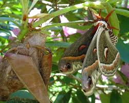 Image result for Cecropia