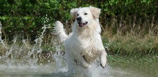 Having a golden retriever puppy inside your house will give you responsibility for a long time. How To Train A Golden Retriever Puppy 13 Tips Tricks Avid Pup