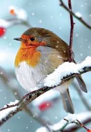 flying jewels god s awesome gorgeous creation nature birds pet birds birds painting