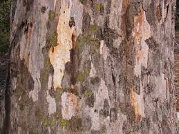 Check spelling or type a new query. The Biology And Ecology Of The River Red Gum Writework