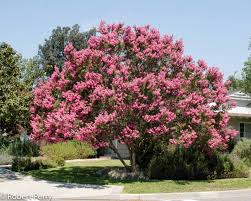 Image result for Lagerstroemia