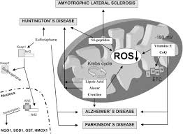 Enter this amazon coupon code at checkout. Mitochondria And Reactive Oxygen Species In Aging And Age Related Diseases Sciencedirect