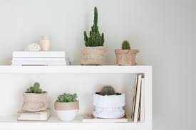 For indoor plants, indirect sunlight is when plants get their sun from at least three feet away from a bright window. How To Grow And Care For Indoor Cactus Plants