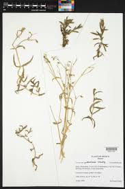 Image result for Cerastium afromontanum