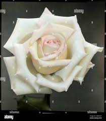 Cream with pink edged rose hi-res stock photography and images - Alamy