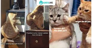 10 Meme Lucu Kucing Insecure Ini Bikin Ngakak Gemoy