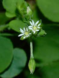 Image result for Drymaria