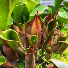 Image result for Hypertelis umbellata