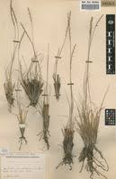 Image result for Rhytachne