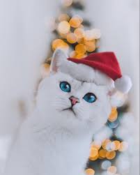S I L A Adli Kullanicinin Lyo The Cat Panosundaki Pin 2020