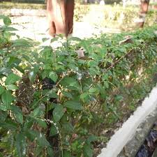 Image result for Petiveria