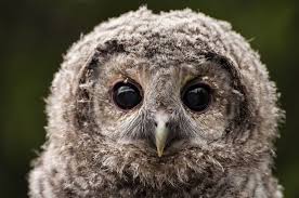 Bird With Big Eyes Llittle Owl With Big Eyes Photo By Grigore Roibu National Geographic Your Shot Owl Pictures Photos Of Eyes Beautiful Owl