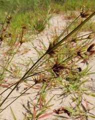 Image result for Pycreus atribulbus