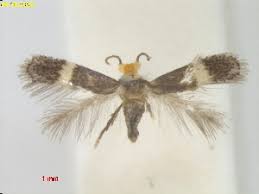 Image result for Stigmella freyella