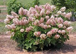 Image result for Hydrangea quercifolia