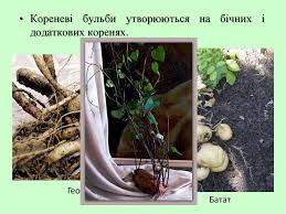Коренеплоди і кореневі бульби, їх морфологічна природа і використання людиною. Korin Ta Jogo Vidozmini Prezentaciya Onlajn
