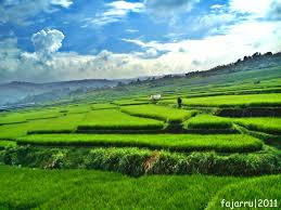 Gratis untuk komersial tidak perlu kredit bebas hak cipta. Download 8000 Wallpaper Pemandangan Sawah Terindah Pemandangan Gambar Alam Foto Alam