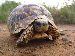 Southeastern Hinge Back Tortoise Kinixys Zombensis Turtle Reptile Turtle Tortoise
