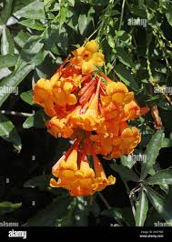 Image result for Tecoma fulva