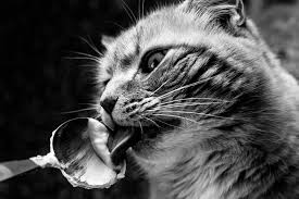 While kittens can easily digest lactose as they rely on their mother's milk to survive in the initial phase of their lives, as they get older their body stops producing the enzyme that enables them to digest consumed milk. Can Cats Eat Yogurt What You Need To Know Pet Friendly House
