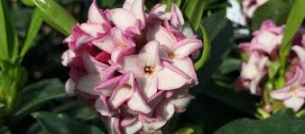 Check spelling or type a new query. Daphne At Portland Nursery And Garden Center
