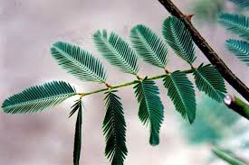 Image result for Mimosa pigra