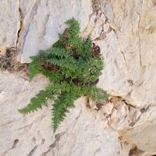 Image result for Actiniopteris semiflabellata