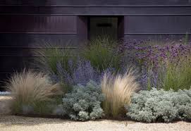Check spelling or type a new query. Gardening 101 Russian Sage Gardenista