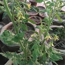 Fortunately, hand pollination is not particularly difficult, and maybe even a little fun. Tomatoes And Pepper Plants Dropping Flowers Gardening Landscaping Stack Exchange