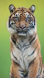Photo About Close Up Shot Of Tiger Portrait With A Green Background Image Of Animal Tiger Backgro Tiger Photography Pet Portraits Photography Animals Images
