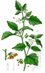 Image result for Solanum villosum