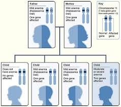 Beta Thalassemia Wikipedia