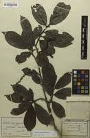 Image result for Antidesma membranaceum