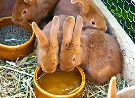 2528 x 2953 jpeg 2973 кб. Rabbit Food Bowls Hay Racks Water Bottles Exotic Animal Supplies