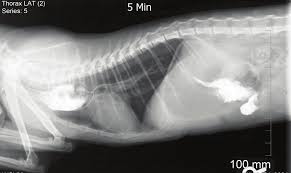 Congenital megaesophagus is an enlarged esophagus that is. A Follow Up Esophageal Contrast Study Performed 4 Weeks After Download Scientific Diagram