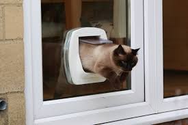 These will be familiar scents that will appeal to kitty. Letting Your Cat Outside For The First Time Blue Cross