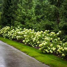 Maybe you would like to learn more about one of these? 8 Most Popular Hydrangeas That Gardeners Love