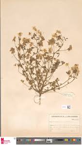 Image result for Trigonella anguina