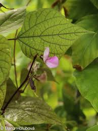 Image result for Lablab purpureus