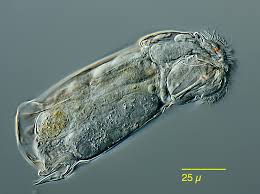 Image result for Kotschya stolonifera