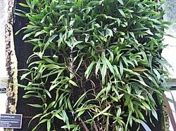 Image result for Bulbophyllum expallidum