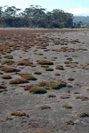 Image result for Vellereophyton dealbatum