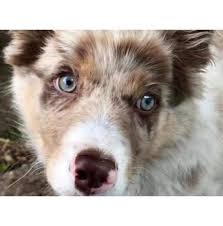 Border collie puppies for adoption nsw. Registered Border Collie Dog Breeders In Sydney